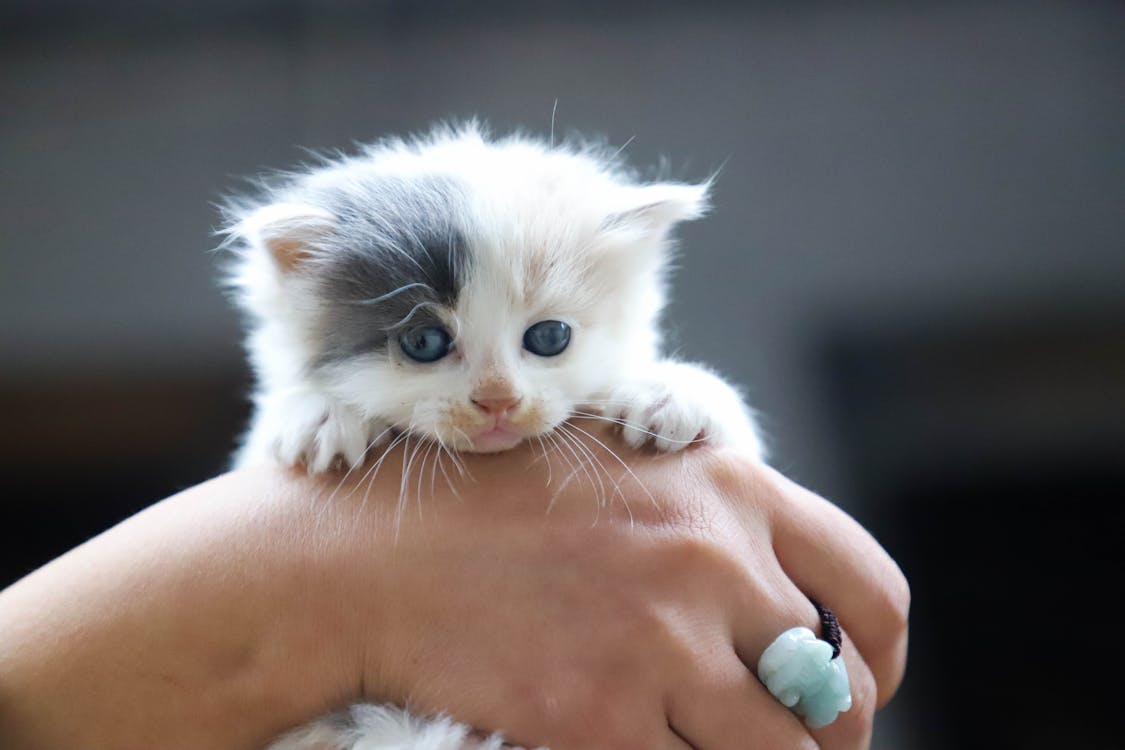 Close-Up Photo of Person Holding White Kitten