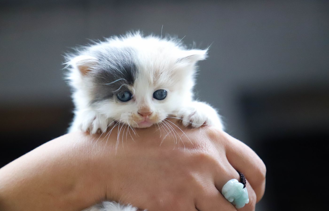 Sociabiliser un chaton recueilli
