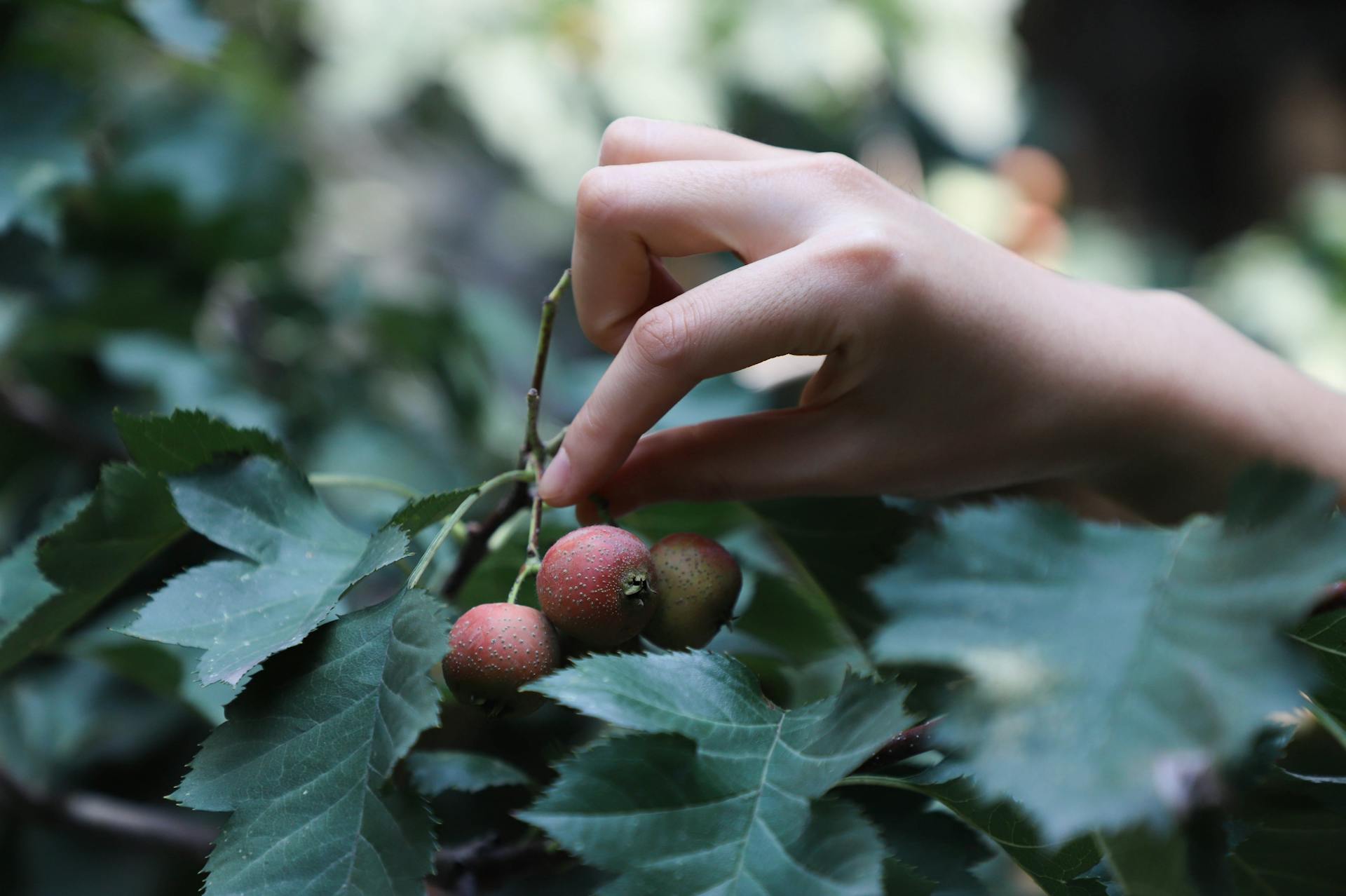 A hand gently picking ripe berries amidst lush green leaves in a natural setting.