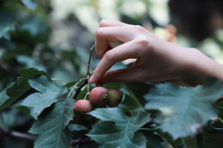 Close-Up Photo Of Person Picking Red Fruit