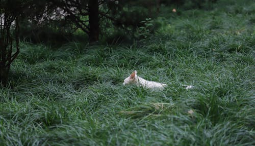 草の上の猫の写真