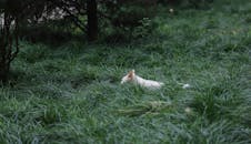 一只白色的猫安静地依偎在公园户外郁郁葱葱的绿草中