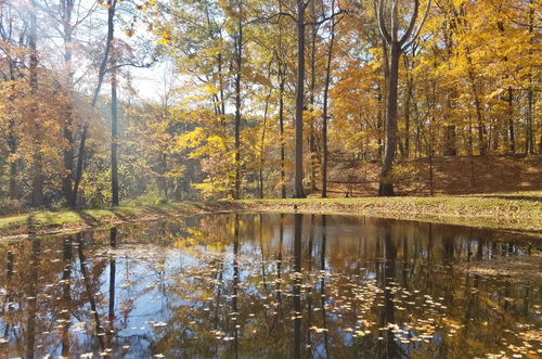 Free Fall colors at pond Stock Photo
