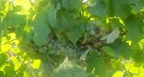 Free grapes on the vine Stock Photo