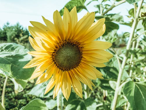 Imagine de stoc gratuită din a închide, delicat, floare