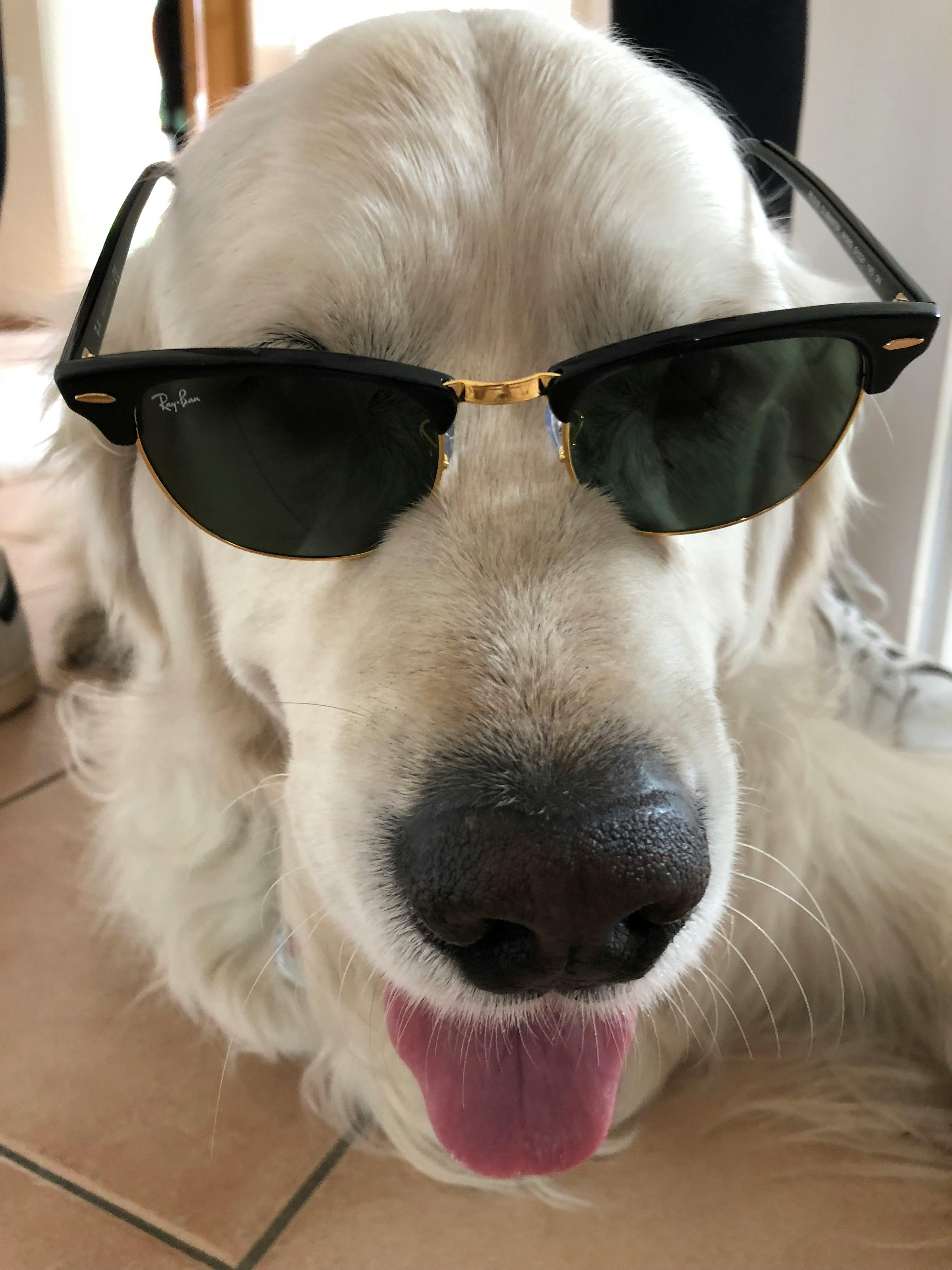 Free stock photo of dog sunglasses