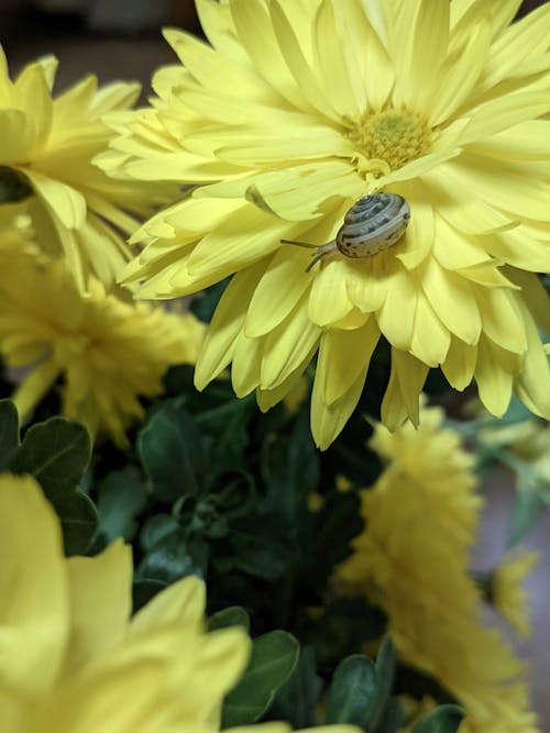 snail on yellow flowers