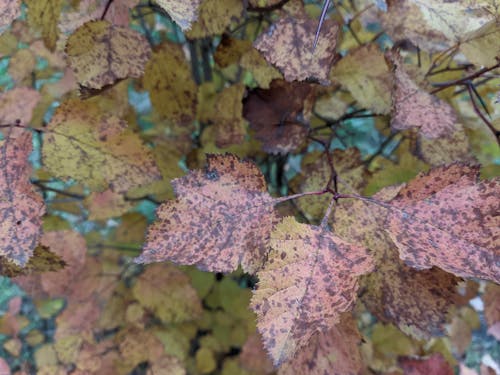Gratis lagerfoto af 3 blade, farverige efterårsblade, tjørn