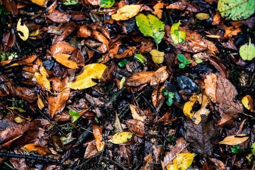 Foto stok gratis latar belakang daun musim gugur