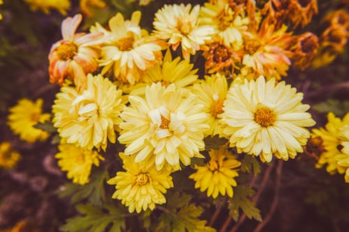 Photos gratuites de astéracées, chrysanthèmes rustiques, fleurir