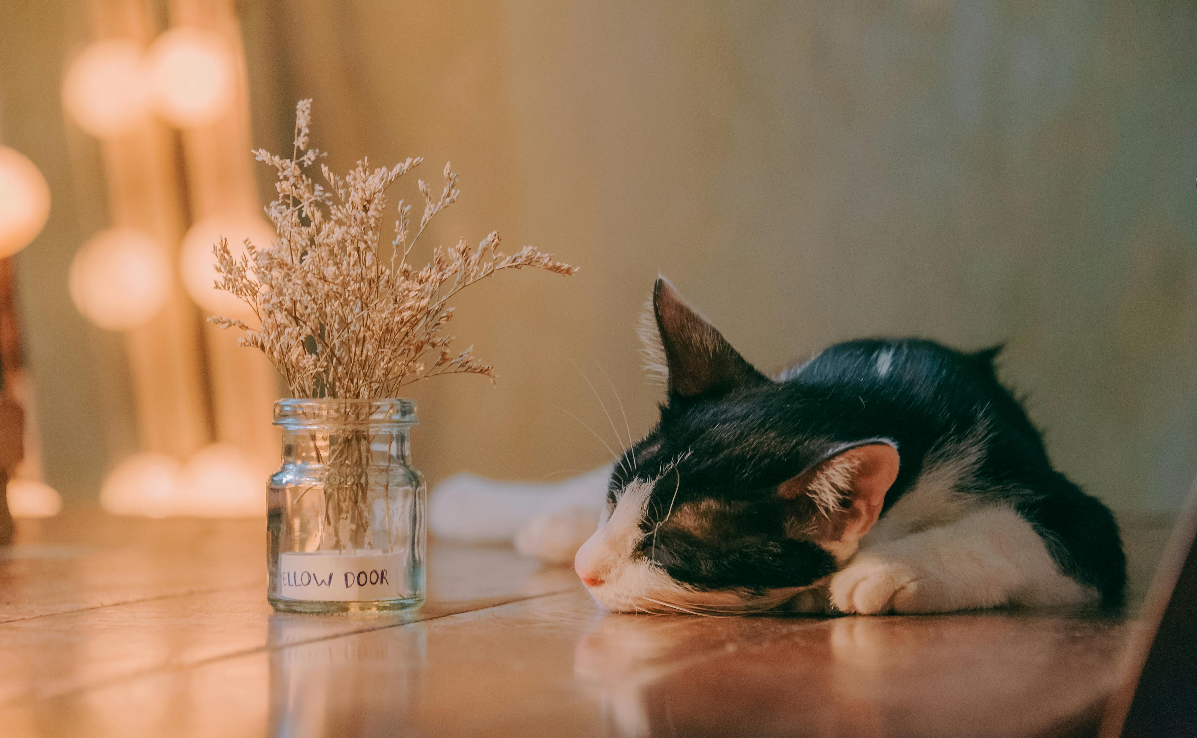 Close-Up Photo of Cat Lying On Table