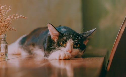 무료 누워있는 고양이의 클로즈업 사진 스톡 사진