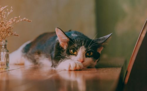 Free A black and white cat resting indoors on a wooden surface looking calm and curious. Stock Photo