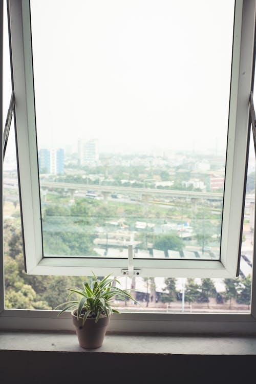 Foto profissional grátis de janela de vidro, parapeito, planta de casa