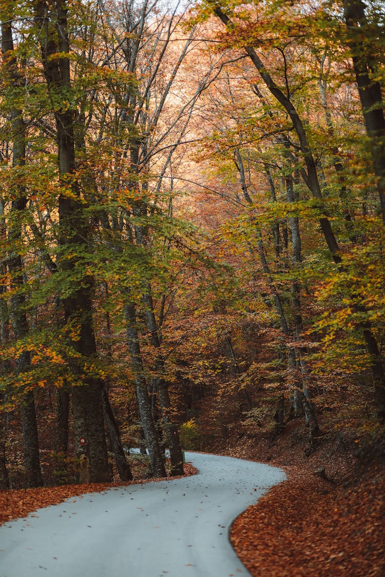 Road Between Autumn Trees