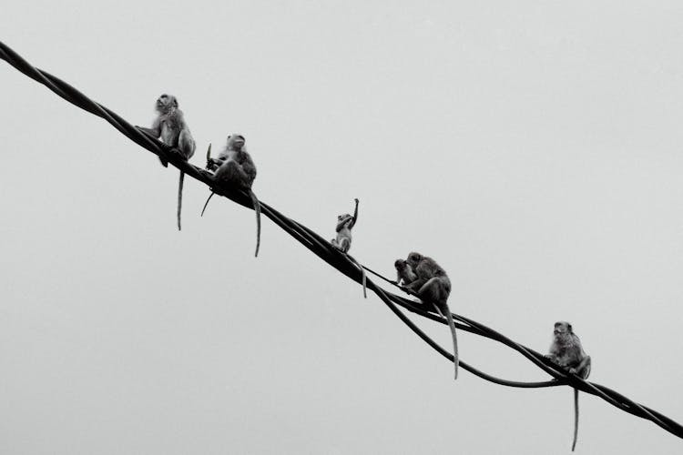 Monkeys Perched On Electric Wires 