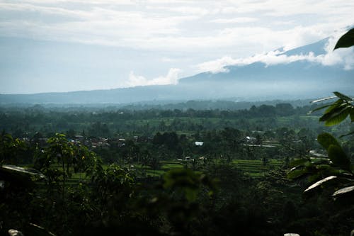 Ảnh lưu trữ miễn phí về bali, bức tranh toàn cảnh, cây cọ