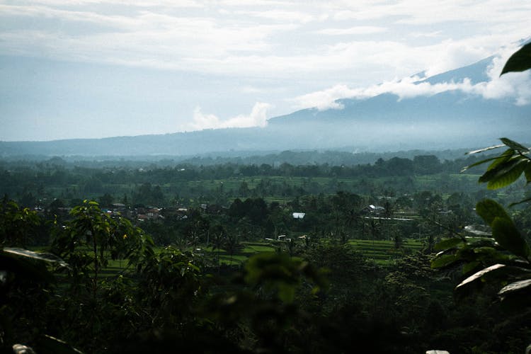 Green Landscape In Bali, Indonesia 