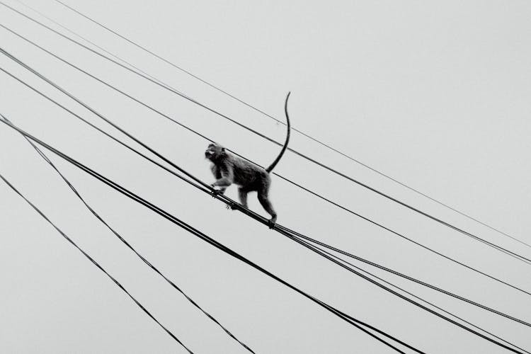 Monkey Walking On Overhead Electric Cables