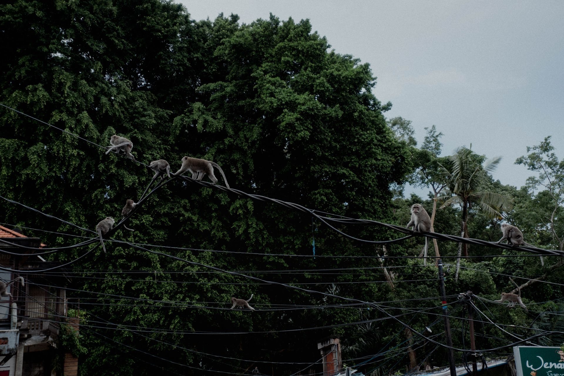 Multiple monkeys navigate power lines against lush green backdrop, showcasing wildlife in urban areas.
