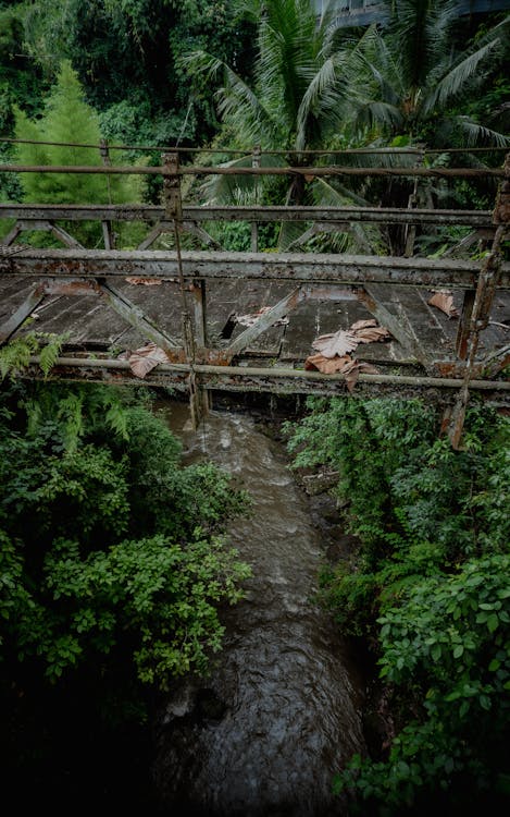 Immagine gratuita di arrugginito, foresta, giungla