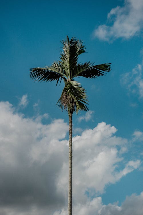 Green Palm Tree Under Blue Sky and White Clouds