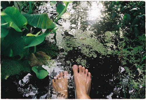 Feet of Person in Water with Green Leaves
