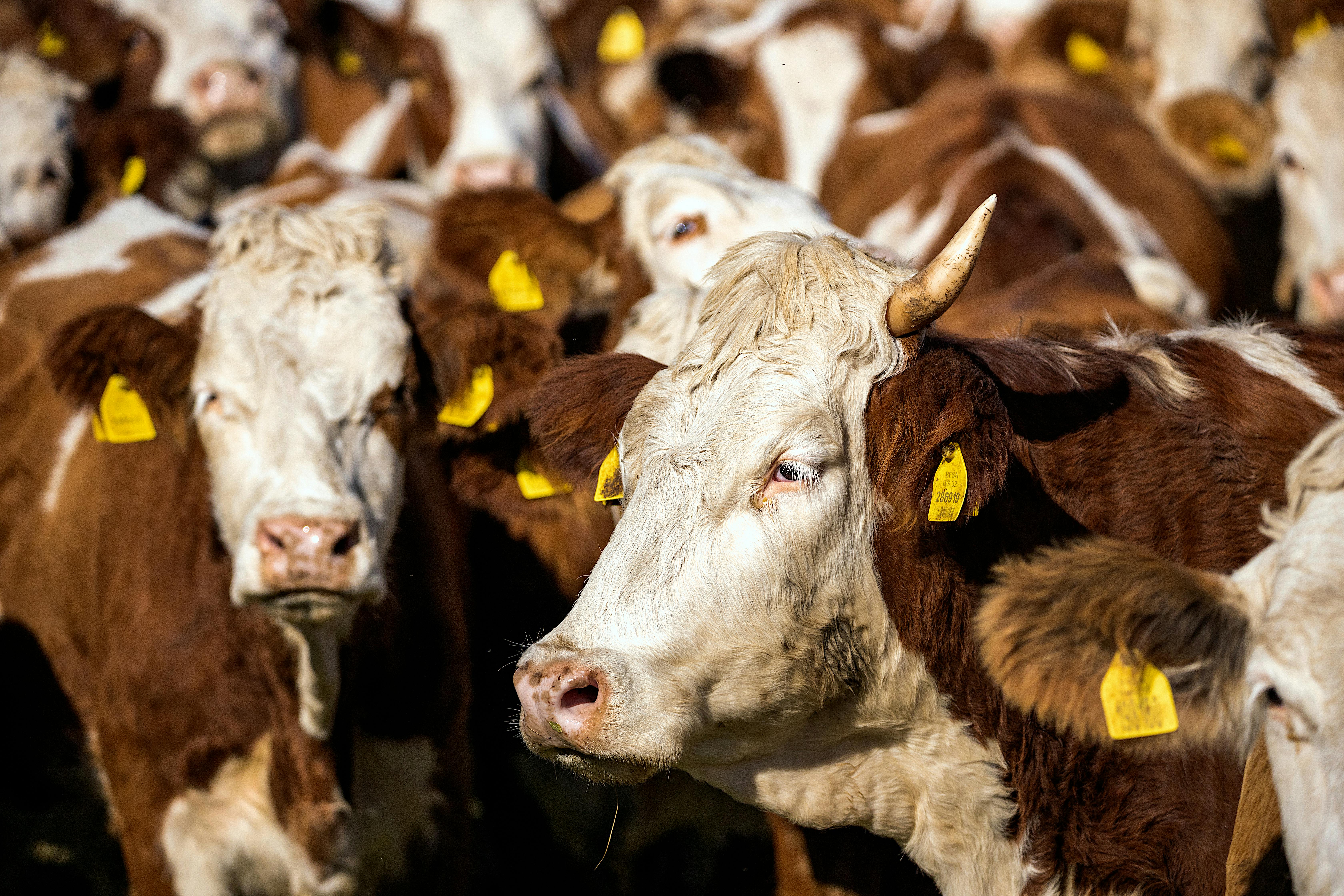 Gratuit Photos gratuites de agriculture, animaux, animaux à cornes Photos