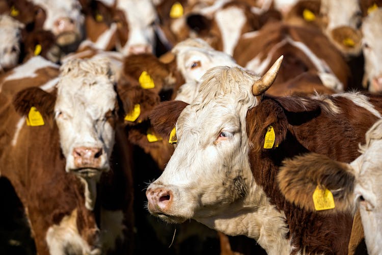 Herd Of White And Brown Cows 