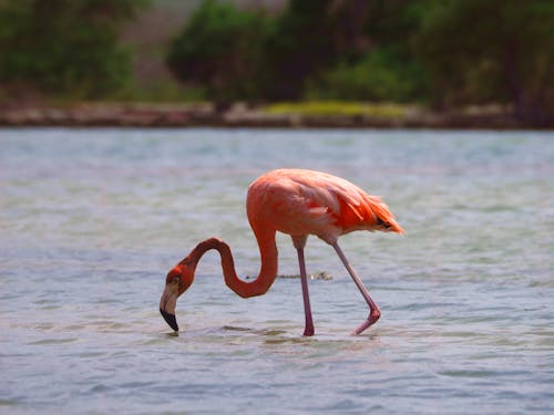 Бесплатное стоковое фото с американский фламинго, вид сбоку, вода