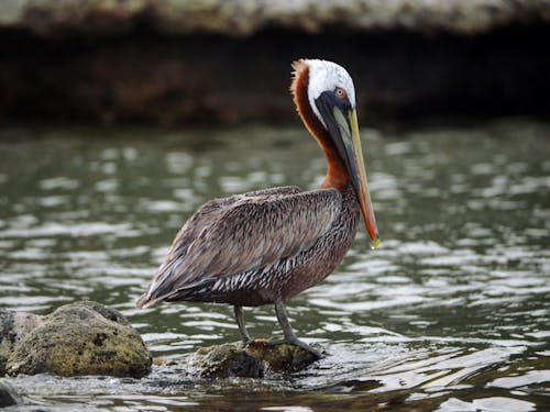 Fotobanka s bezplatnými fotkami na tému divočina, fotografie zvierat žijúcich vo voľnej prírode, hnedý pelikán
