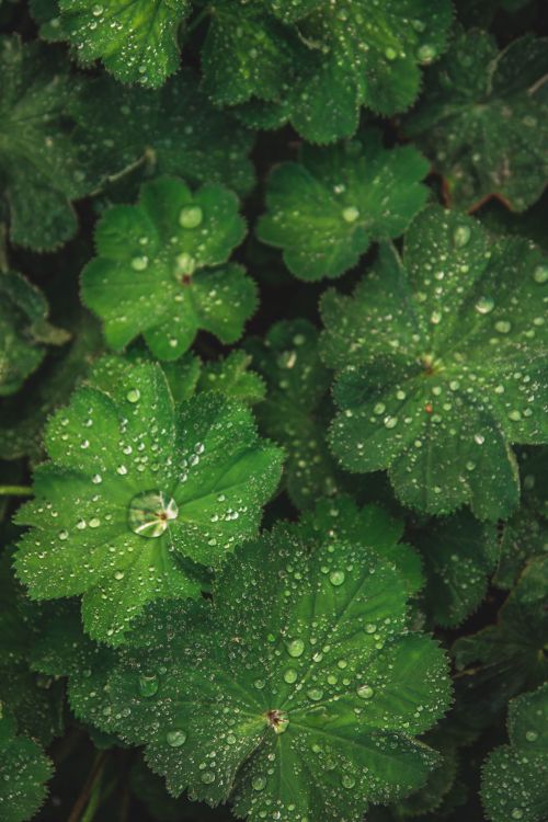 Free Close-up of vibrant green leaves covered in fresh dewdrops, showcasing nature's beauty Stock Photo