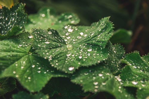 Macro Photography of Leaves With Droplets