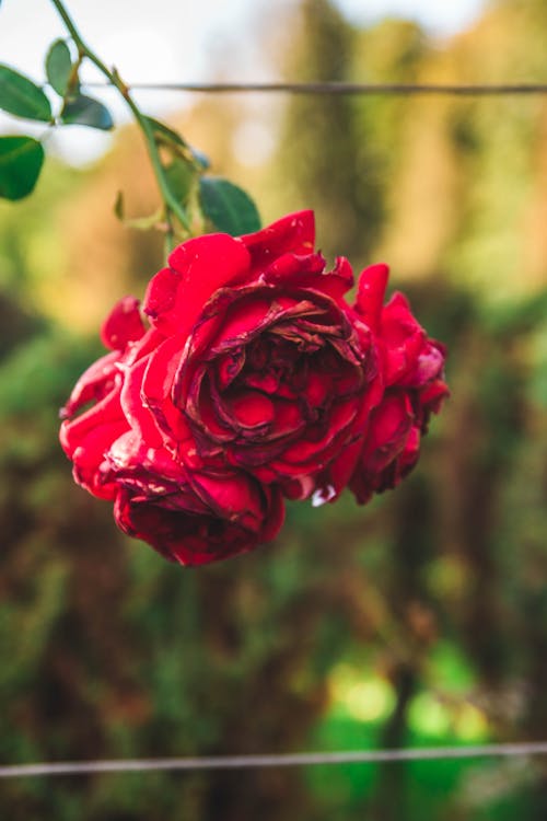 빨간 장미의 클로즈업 사진