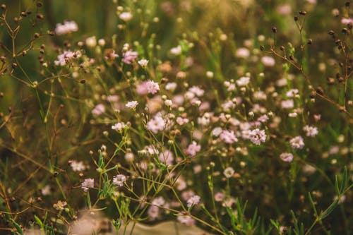 Free Selective Focus Photo Pink Petaled Flowers Stock Photo