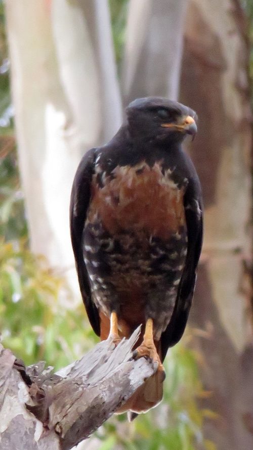 Free Buzzard Stock Photo
