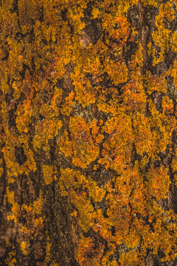 Orange Moss