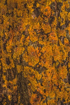 仔细观察橙色地衣覆盖的树皮，展现其自然纹理