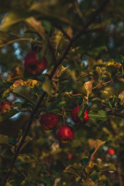 Close-up Photo of Round Red Fruit