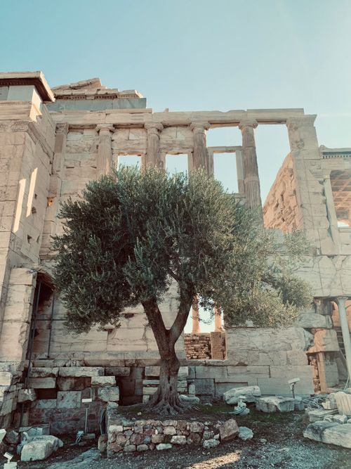 Free Serene olive tree by ancient ruins of Parthenon in Athens, Greece under clear skies. Stock Photo