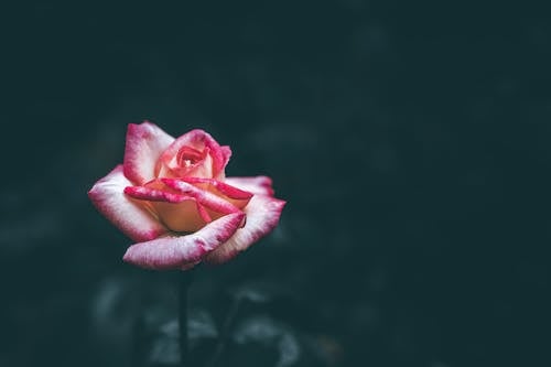 Gratis lagerfoto af blomst, blomsterfotografering, flora