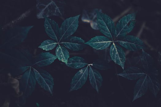 Close-up of dark green foliage with detailed leaves in a moody atmosphere.