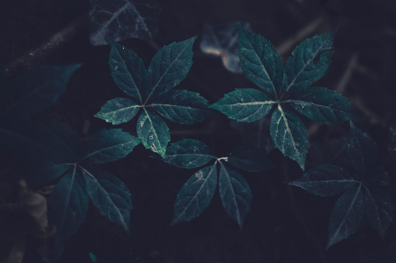 close up of dark green foliage with detailed leaves in a moody atmosph