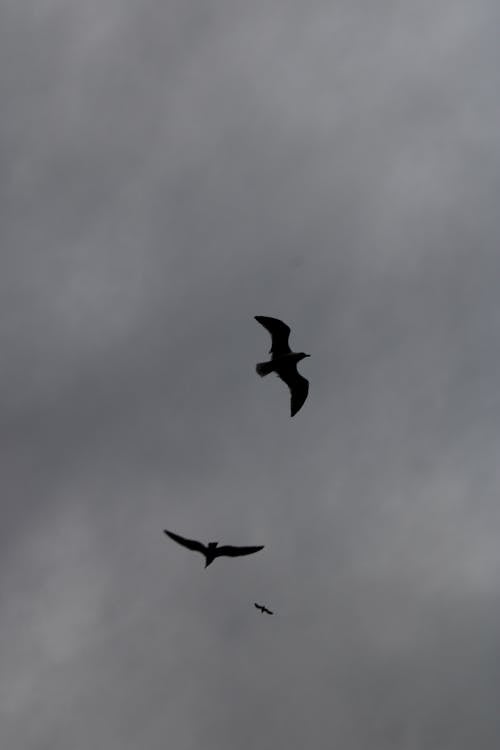 Photo of Three Flying Seagulls with a Stormy Sky in the Background