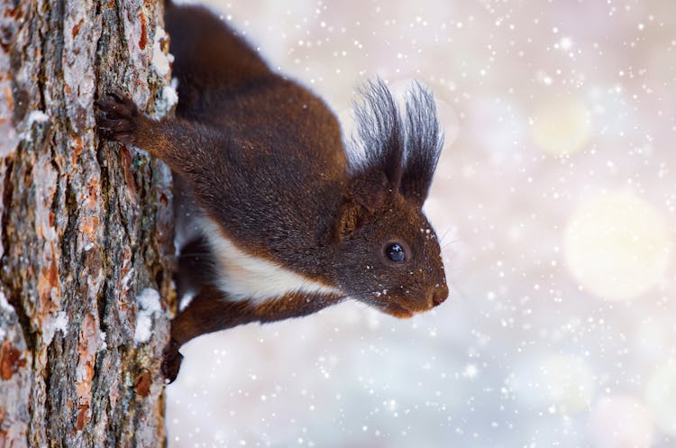 Squirrel On Tree Trunk