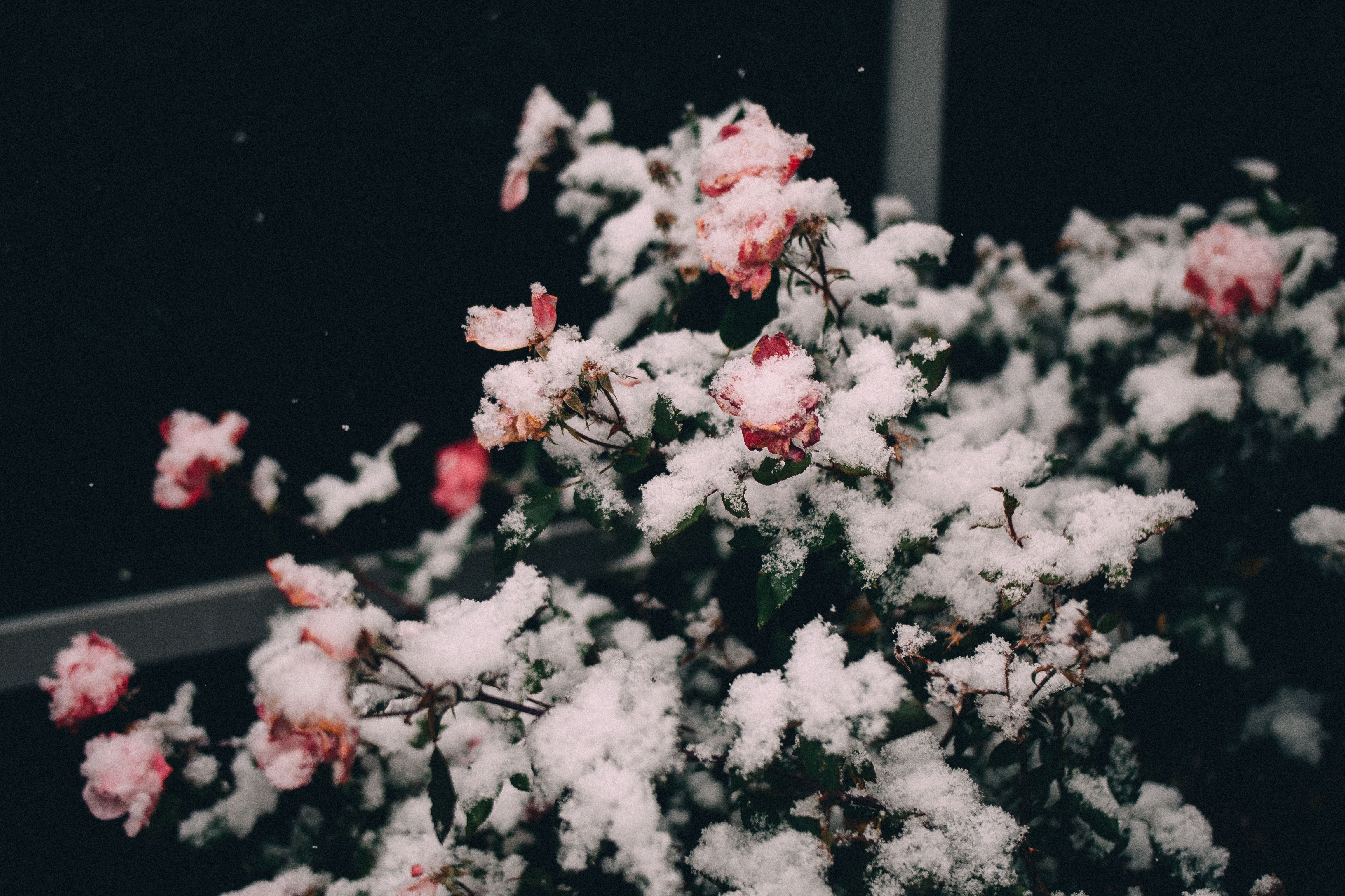 Winter garden protection and snow-covered landscape