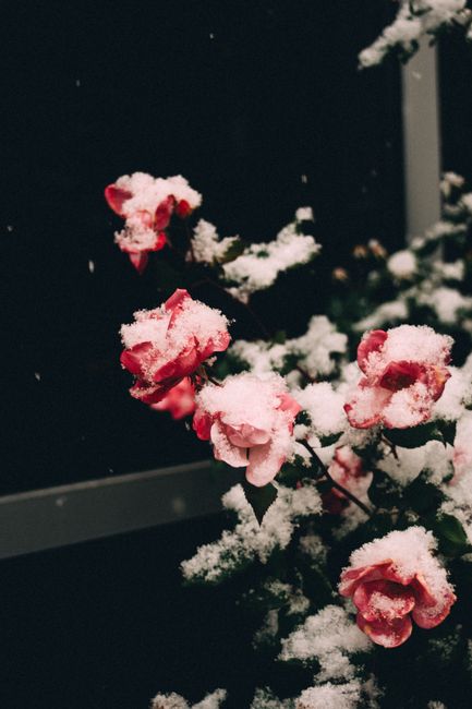 Fotomural Rosas rosadas delicadamente cubiertas de nieve fresca, creando una hermosa escena invernal.