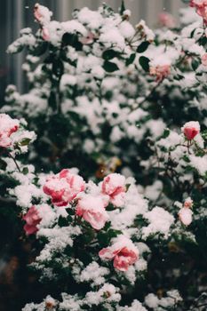 Beautiful pink roses dusted with fresh snow, showcasing the serene blend of floral elegance and winter's chill.