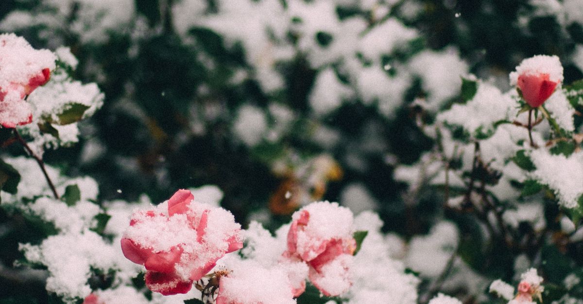 Snow Covered Roses in a Garden · Free Stock Photo
