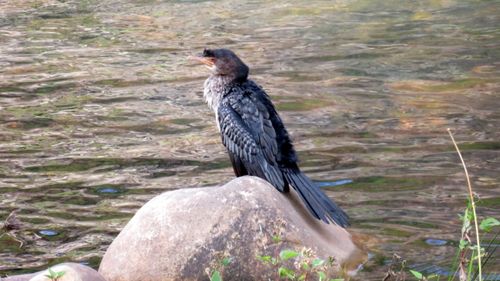 Free Cormorant bird Stock Photo